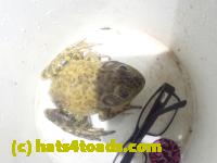 /home//u458753944/public_html/sourcegallery/////Roxborough Toad Detour/2023/2023-04-06/P4060689.JPG